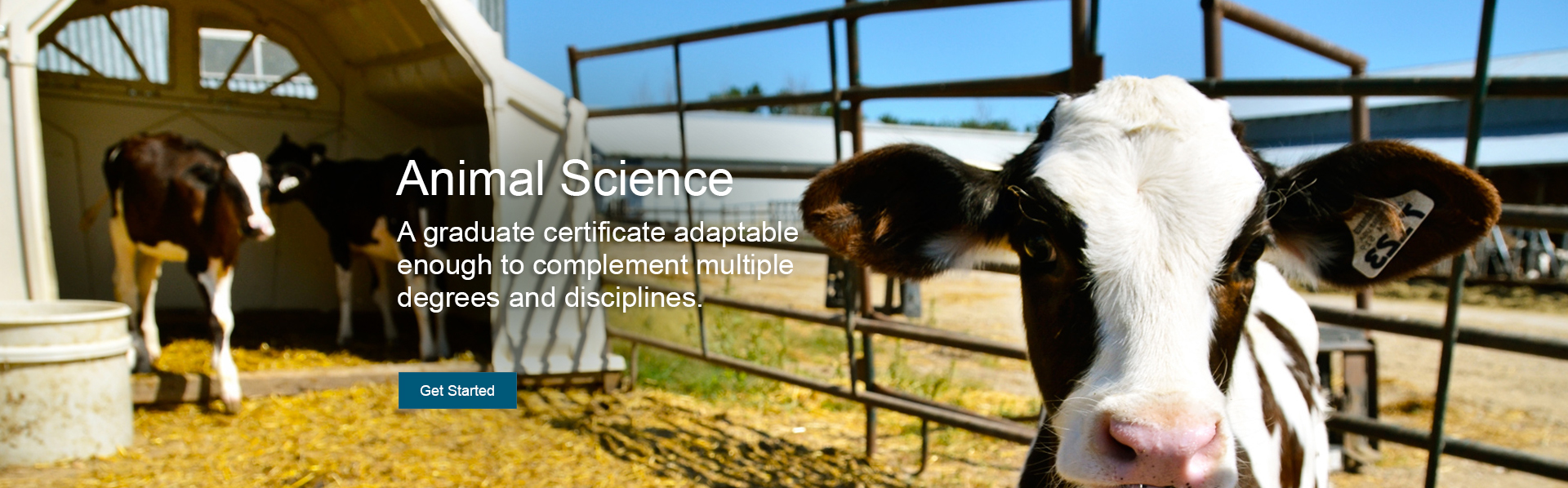 The online animal science graduate certificate is adaptable enough to complement multiple degrees & disciplines by providing foundational courses in nutrition, breeding & genetics, meat science, and more.