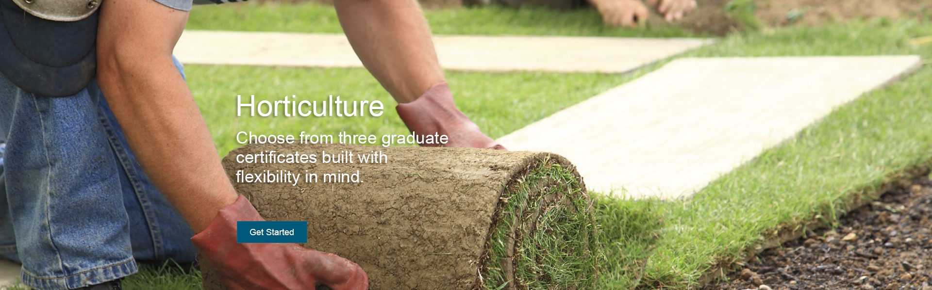 A man with gloved hands unrolls turf grass. Choose from three online graduate certificates in advanced horticulture, floriculture and nursery management, and ornamentals, landscape, and turf.