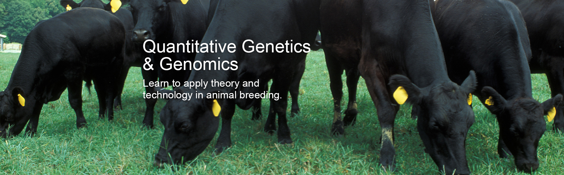 Black cows with yellow ear tags eat grass in a field. Learn to apply theory and technology in animal breeding to solve real-world programs with these online graduate level courses in quantitative genetics and genomics.